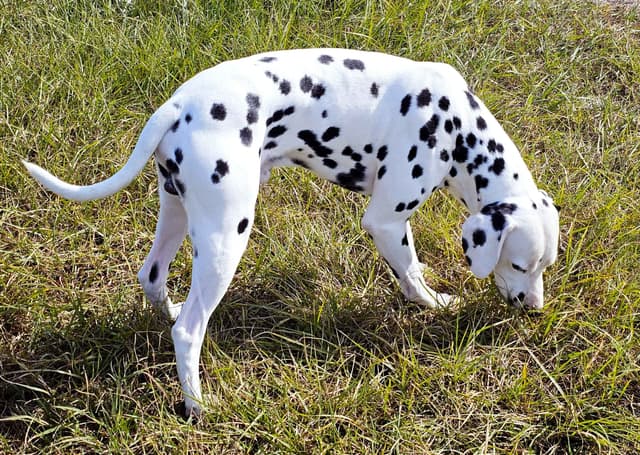 Dalmatian Puppies media 8