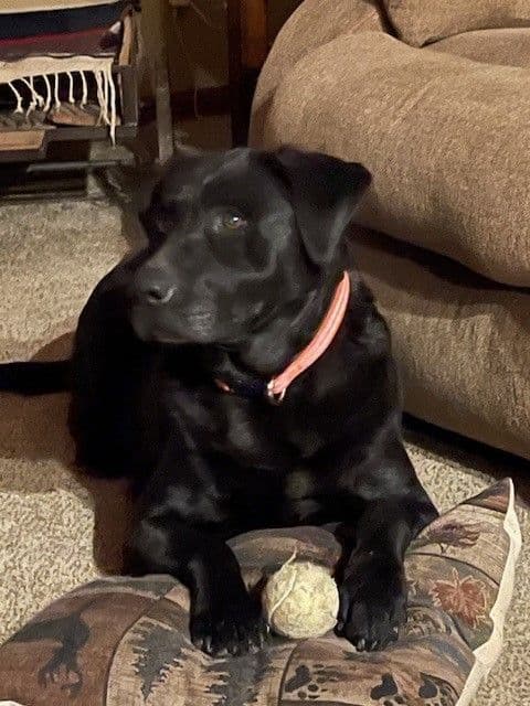Labrador Retriever Puppies breeder image 5