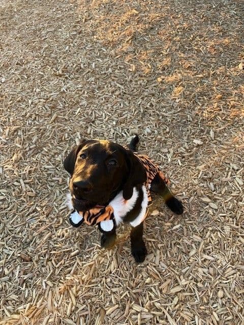 Labrador Retriever Puppies breeder image 9