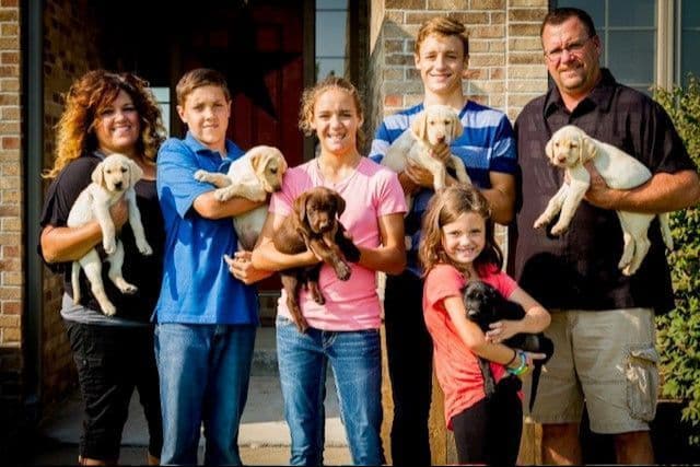 Labrador Retriever Puppies breeder image 15
