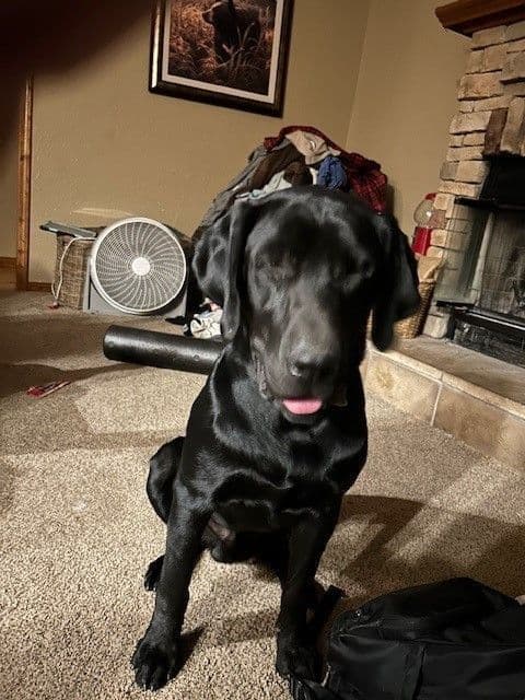 Labrador Retriever Puppies breeder image 13