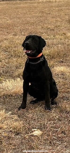 Labrador Retriever Puppies breeder image 16