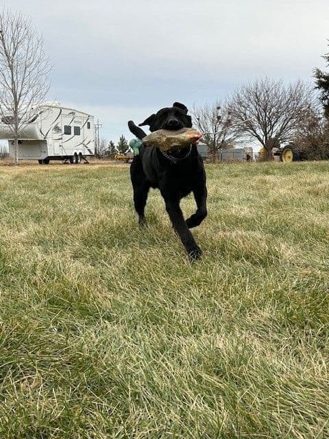 Labrador Retriever Puppies breeder image 17