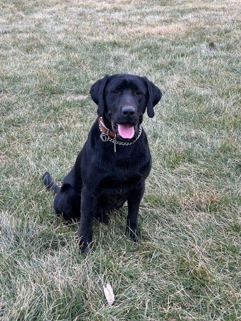 Labrador Retriever Puppies breeder image 19