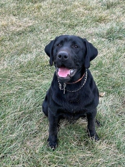 Labrador Retriever Puppies breeder image 20
