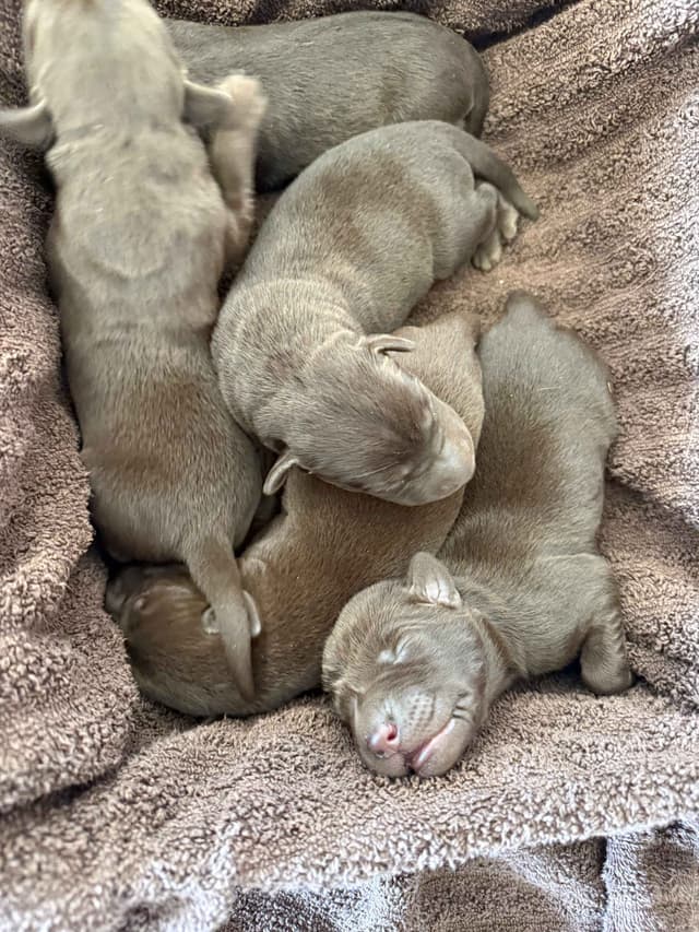 Labrador Retriever Puppies media 2