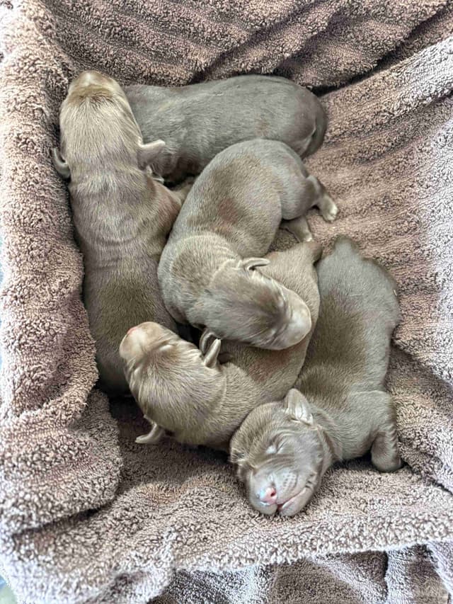 Labrador Retriever Puppies media 4