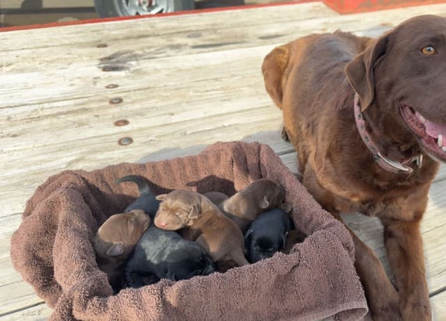 Labrador Retriever Puppies media 3