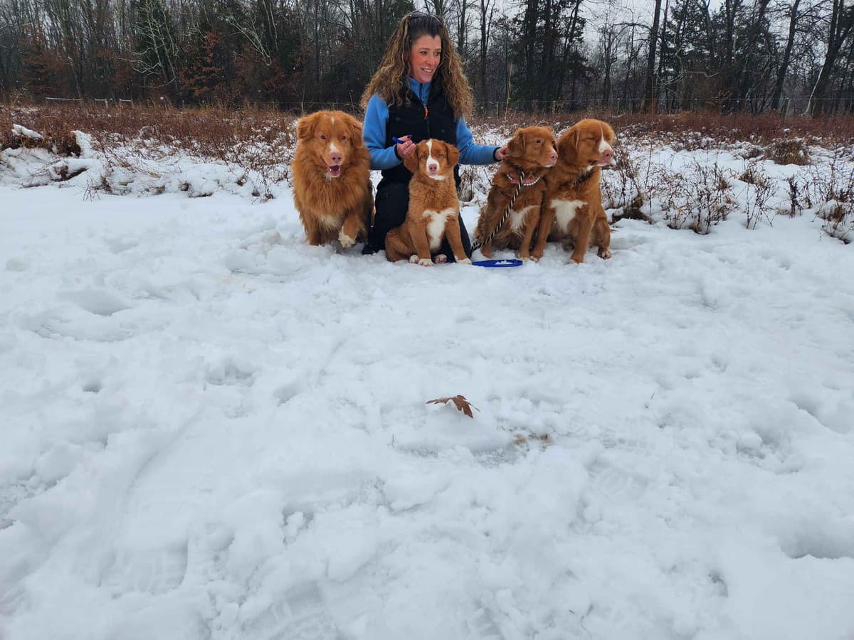 Nova Scotia Duck Tolling Retriever Puppies breeder image 3