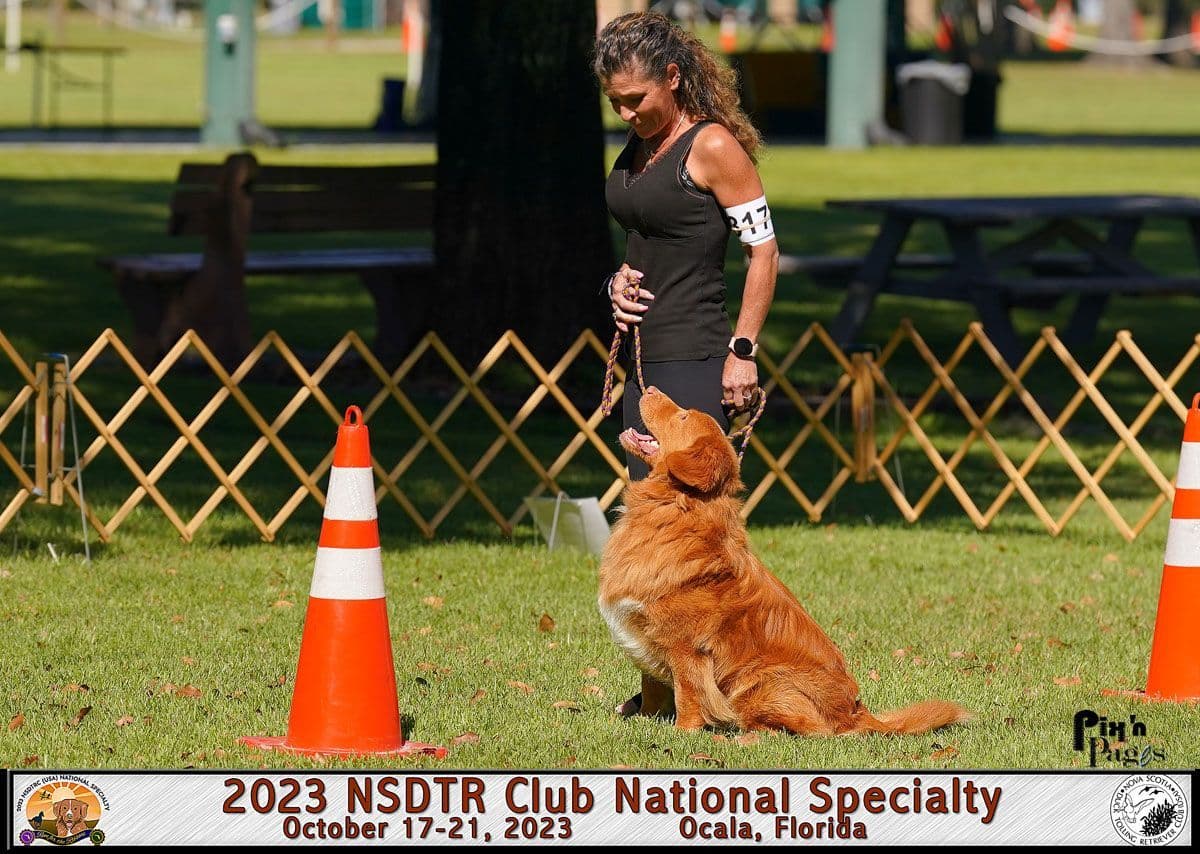 Nova Scotia Duck Tolling Retriever Puppies breeder image 1
