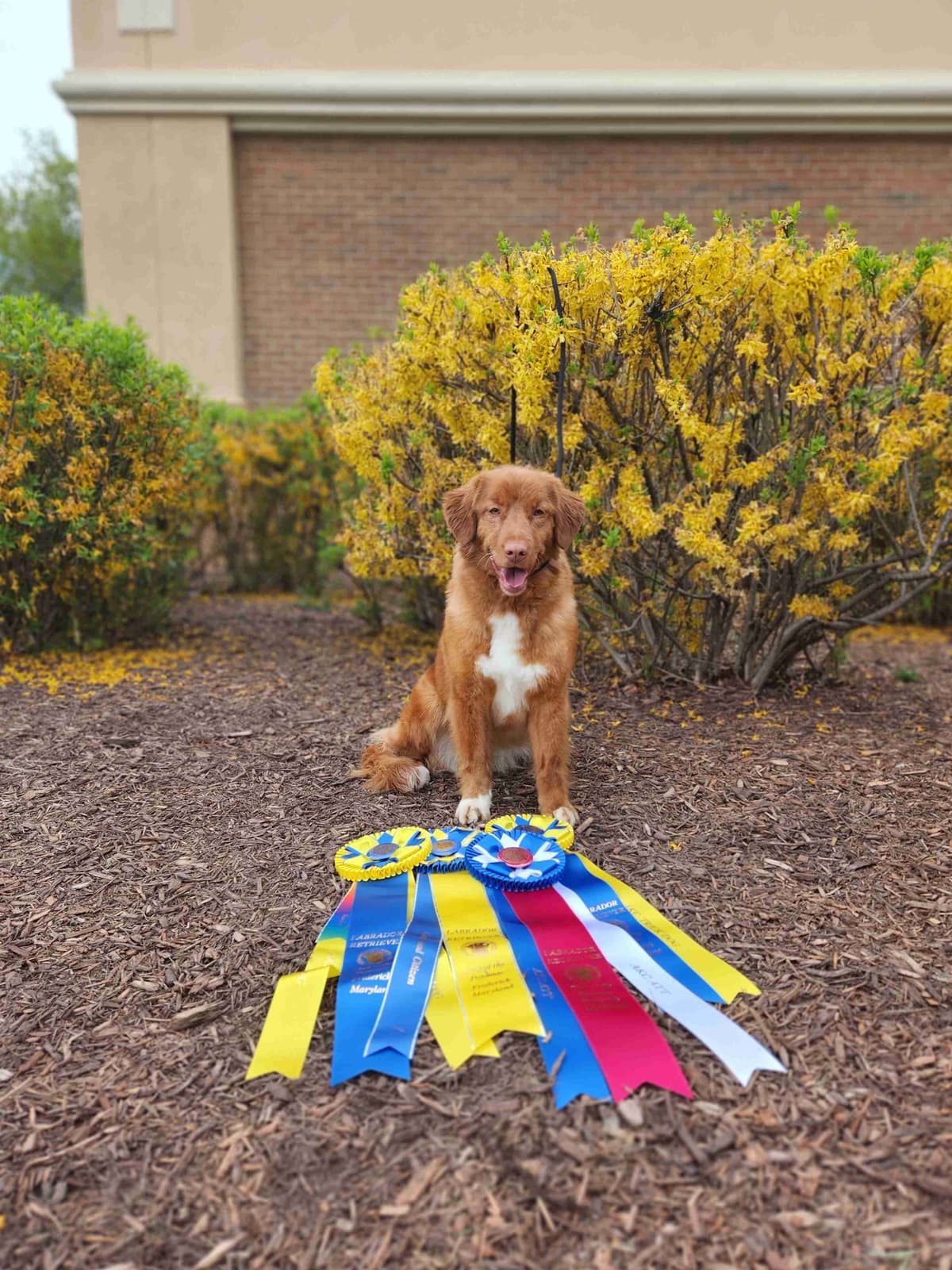 Nova Scotia Duck Tolling Retriever Puppies breeder image 4