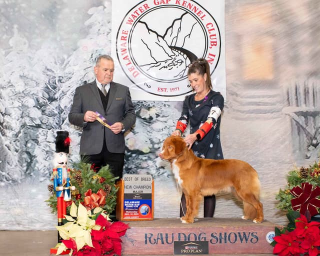 Nova Scotia Duck Tolling Retriever Puppies media 3