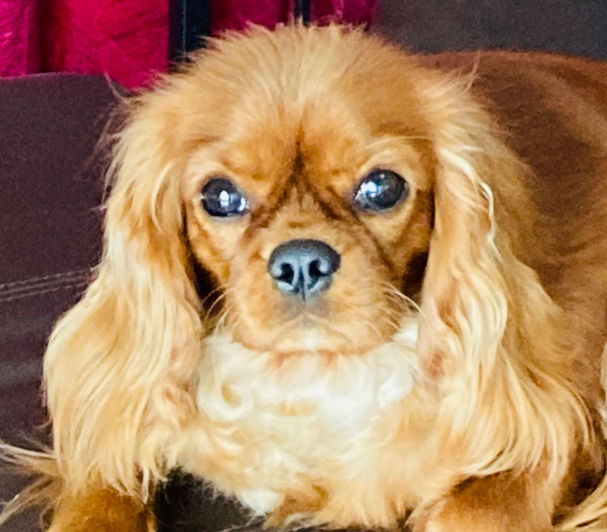 Cavalier King Charles Spaniel Puppies breeder image 9
