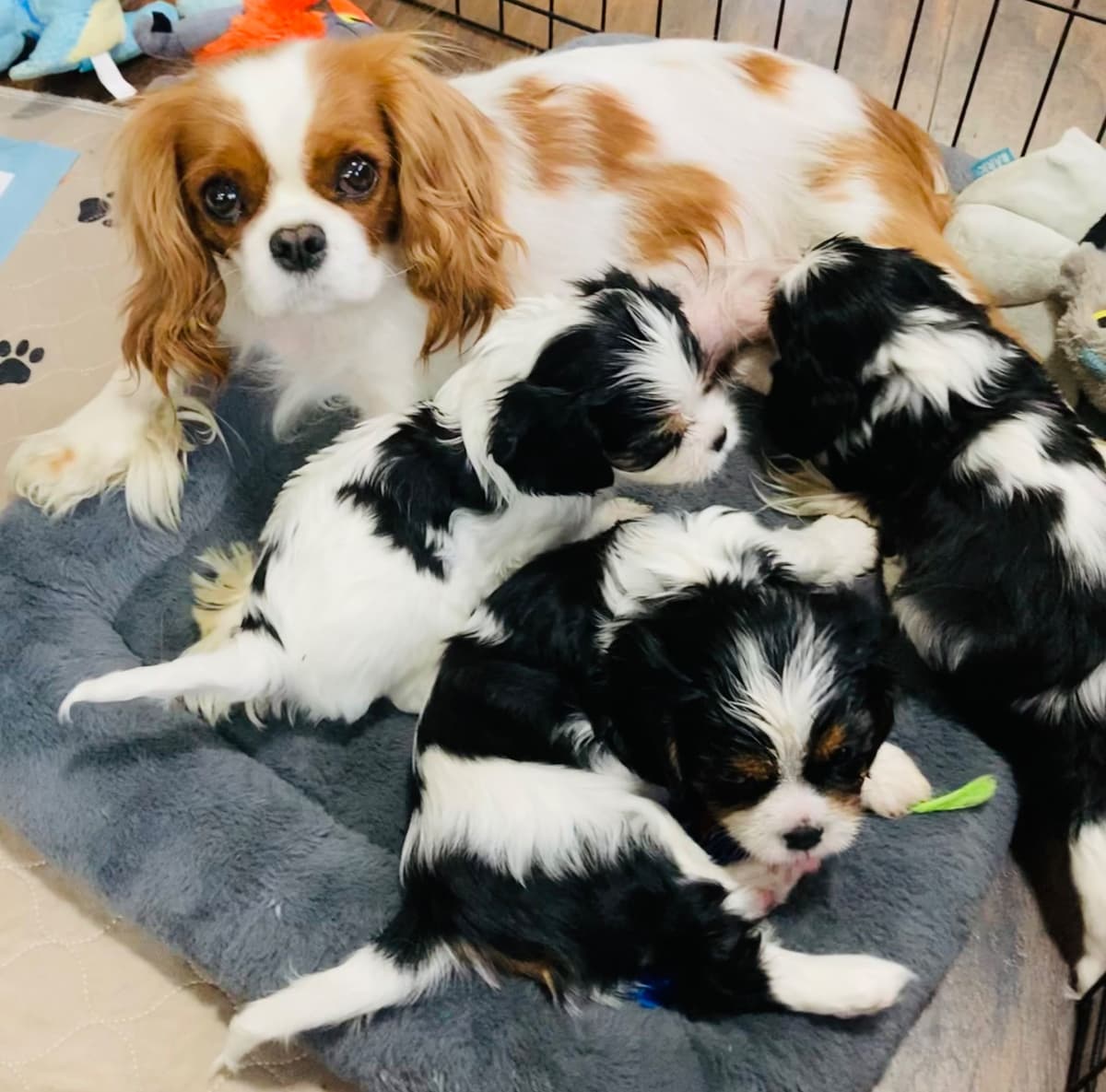 Cavalier King Charles Spaniel Puppies breeder image 10