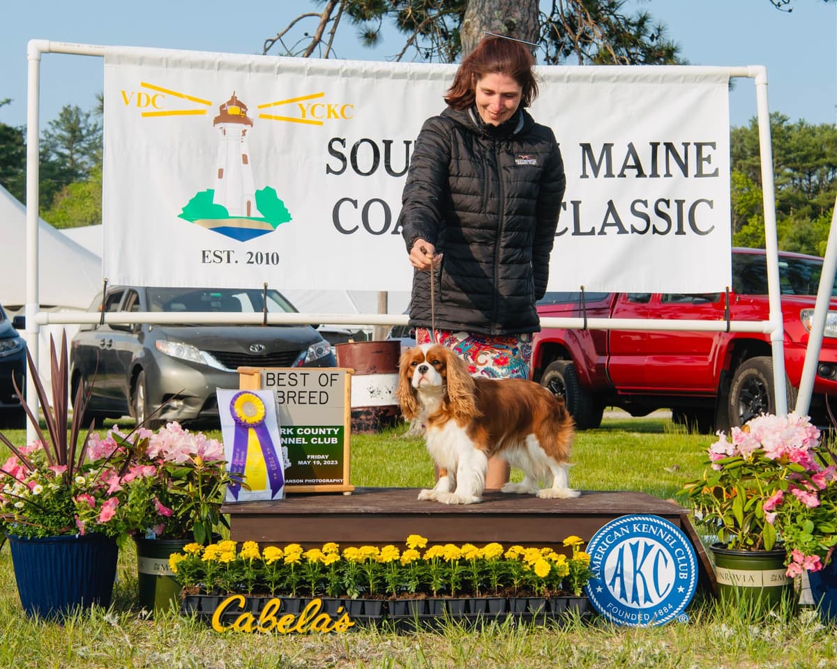 Cavalier King Charles Spaniel Puppies breeder image 11