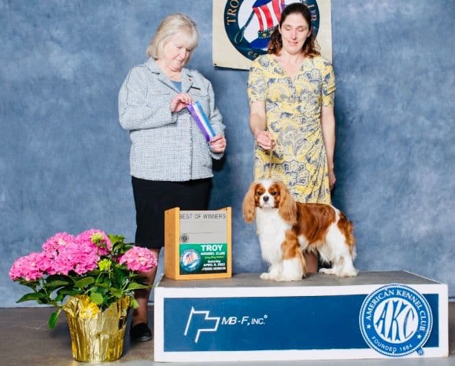 Cavalier King Charles Spaniel Puppies breeder image 14