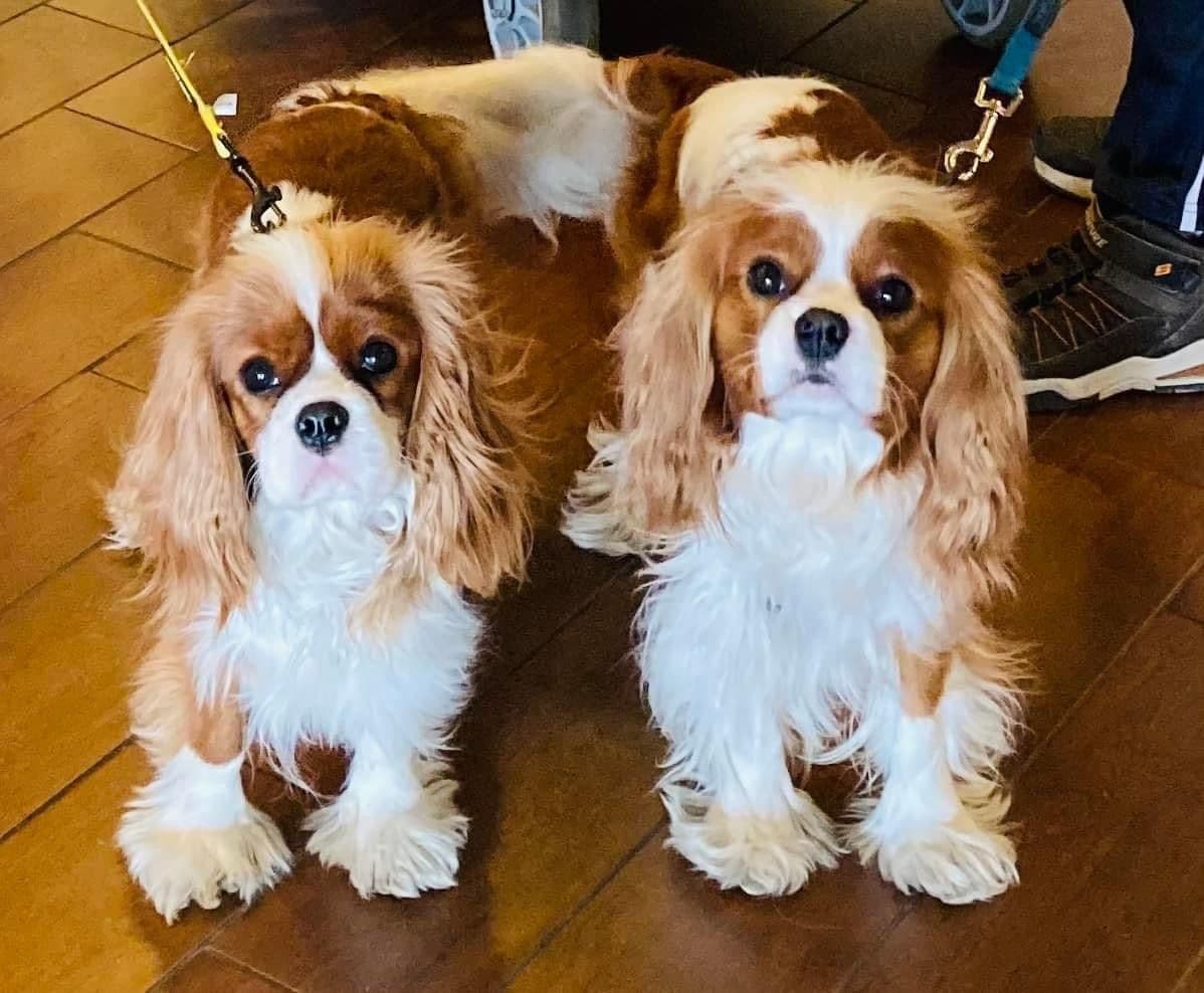 Cavalier King Charles Spaniel Puppies breeder image 15