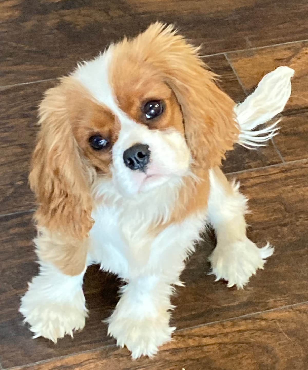 Cavalier King Charles Spaniel Puppies breeder image 16