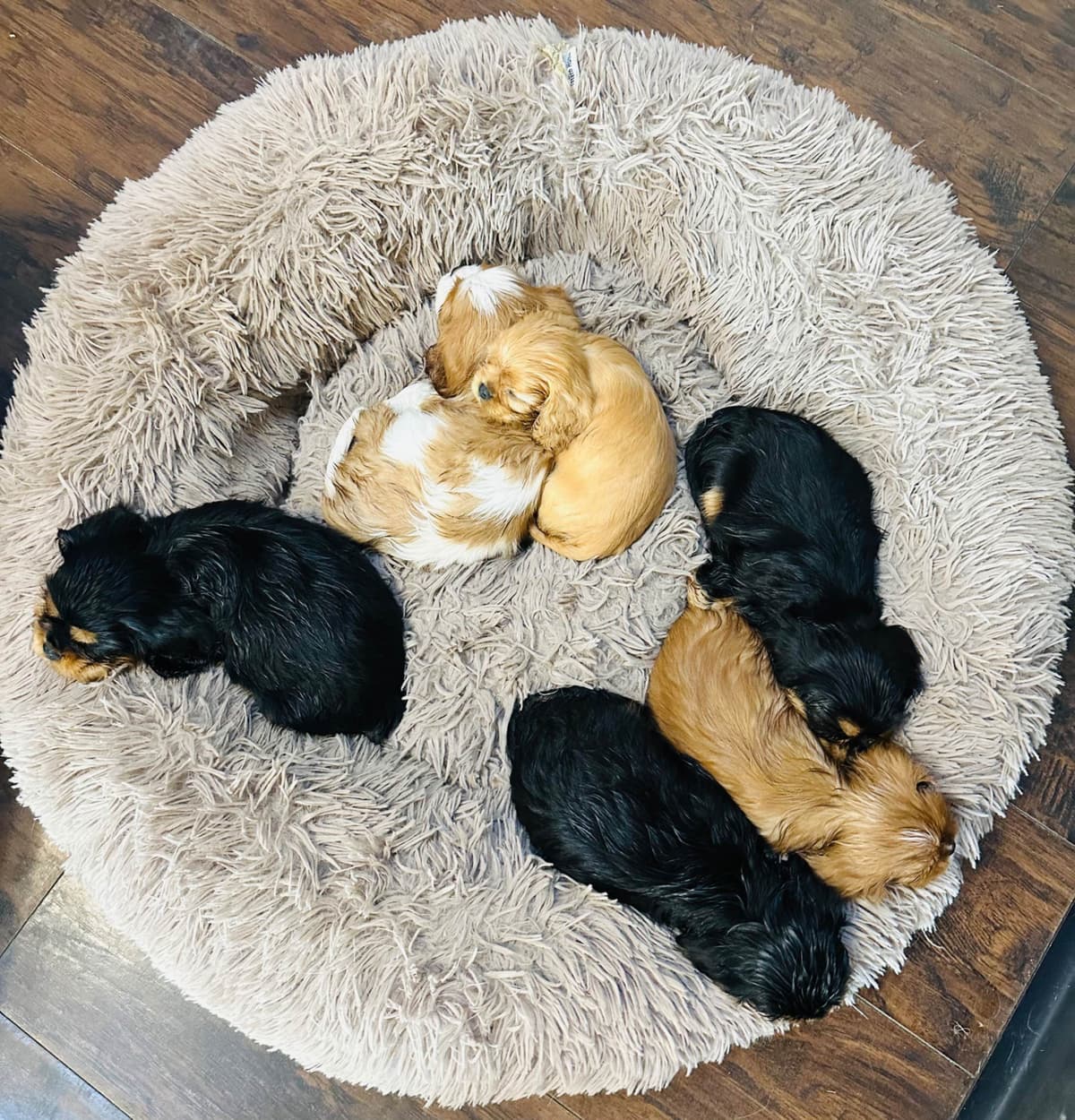 Cavalier King Charles Spaniel Puppies breeder image 29