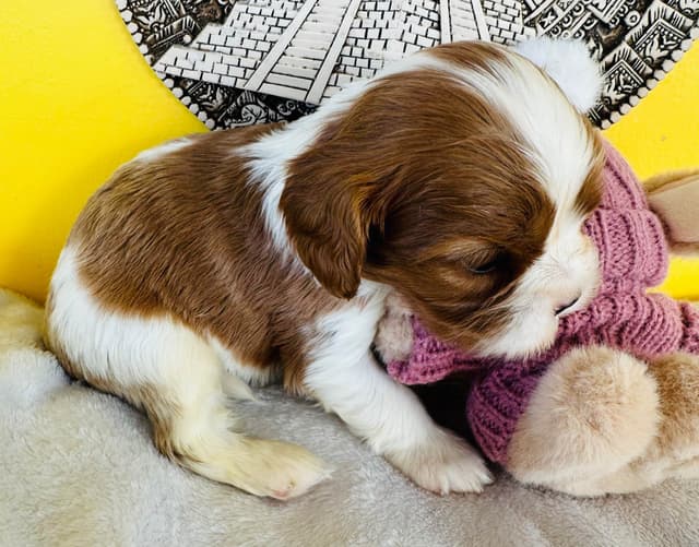 Cavalier King Charles Spaniel Puppies media 2