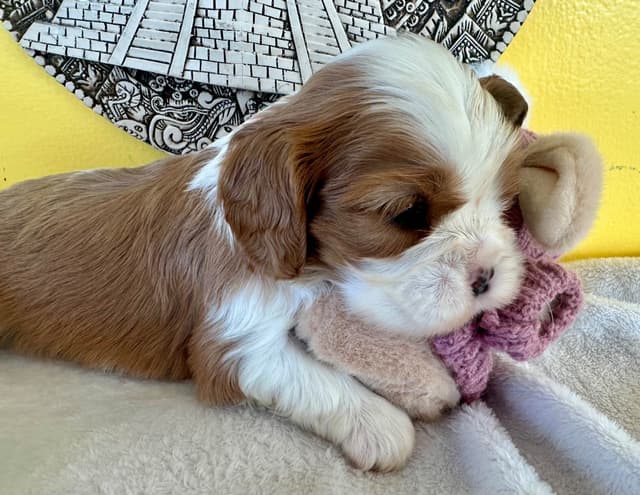 Cavalier King Charles Spaniel Puppies media 3