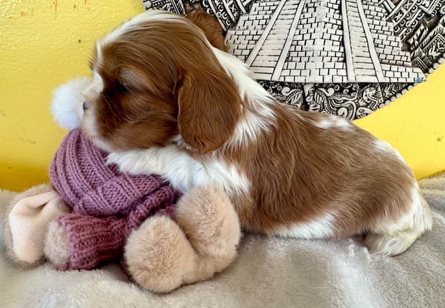 Cavalier King Charles Spaniel Puppies media 4