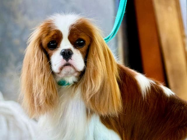 Cavalier King Charles Spaniel Puppies media 6