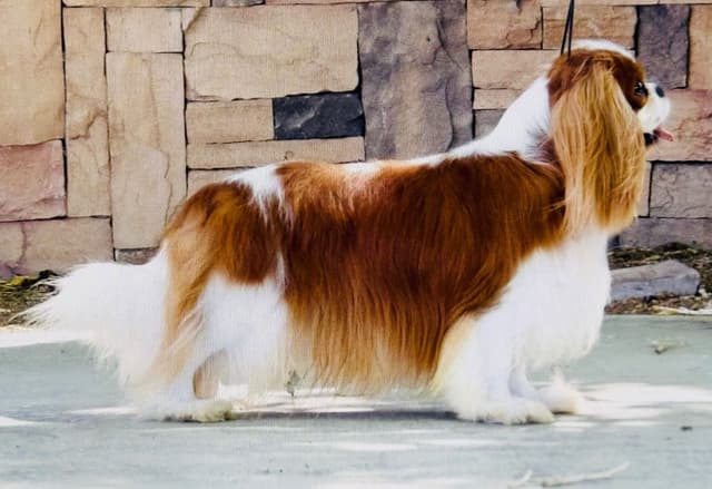 Cavalier King Charles Spaniel Puppies media 7