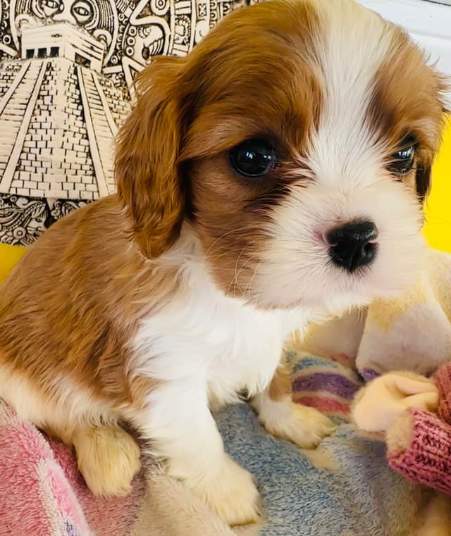 Cavalier King Charles Spaniel Puppies media 8