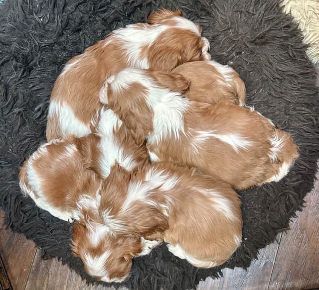 Cavalier King Charles Spaniel Puppies media 9