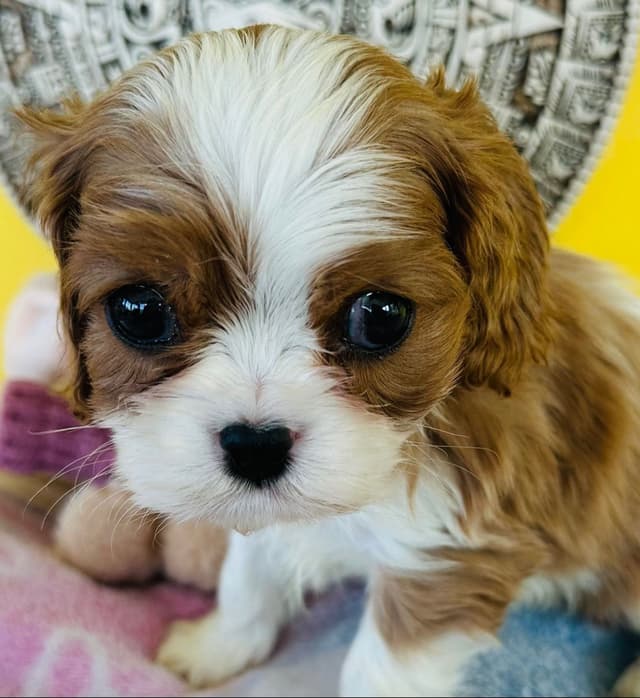 Cavalier King Charles Spaniel Puppies media 10