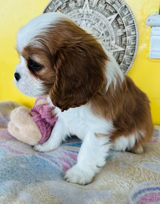 Cavalier King Charles Spaniel Puppies media 11
