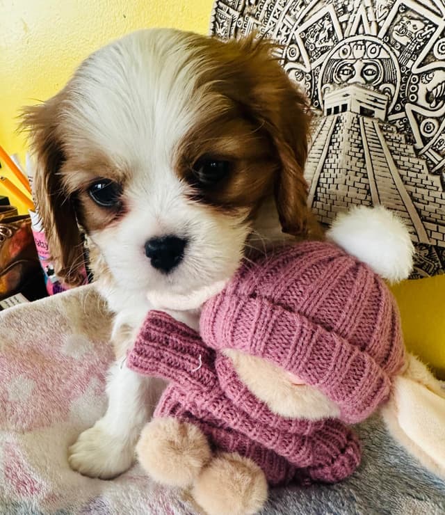 Cavalier King Charles Spaniel Puppies media 12