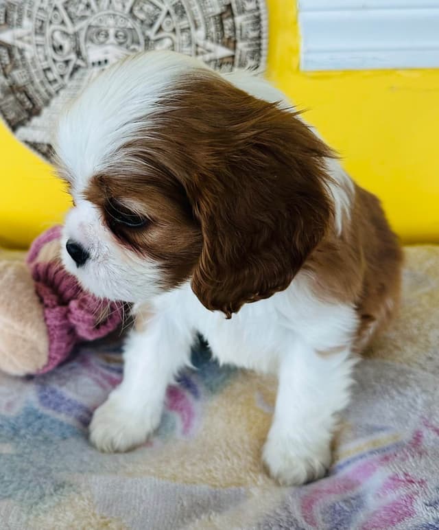 Cavalier King Charles Spaniel Puppies media 13