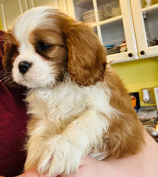 Cavalier King Charles Spaniel Puppies media 14