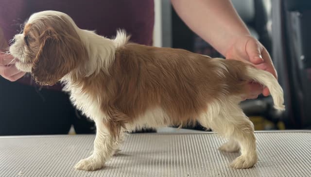 Cavalier King Charles Spaniel Puppies media 15