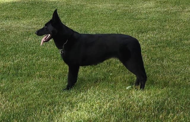 German Shepherd Dog Puppies media 2