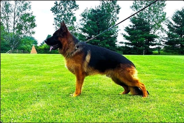 German Shepherd Dog Puppies media 4