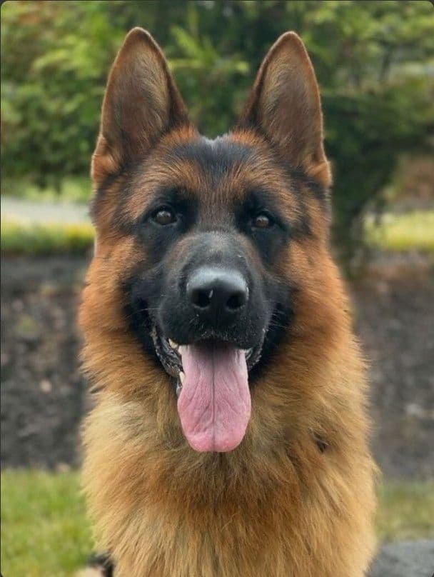 German Shepherd Dog Puppies media 5