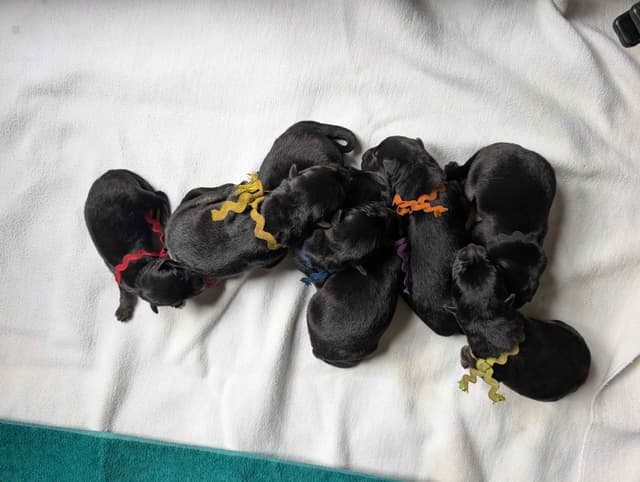 German Shepherd Dog Puppies media 6