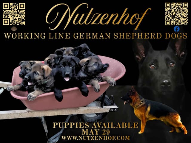 German Shepherd Dog Puppies media 7
