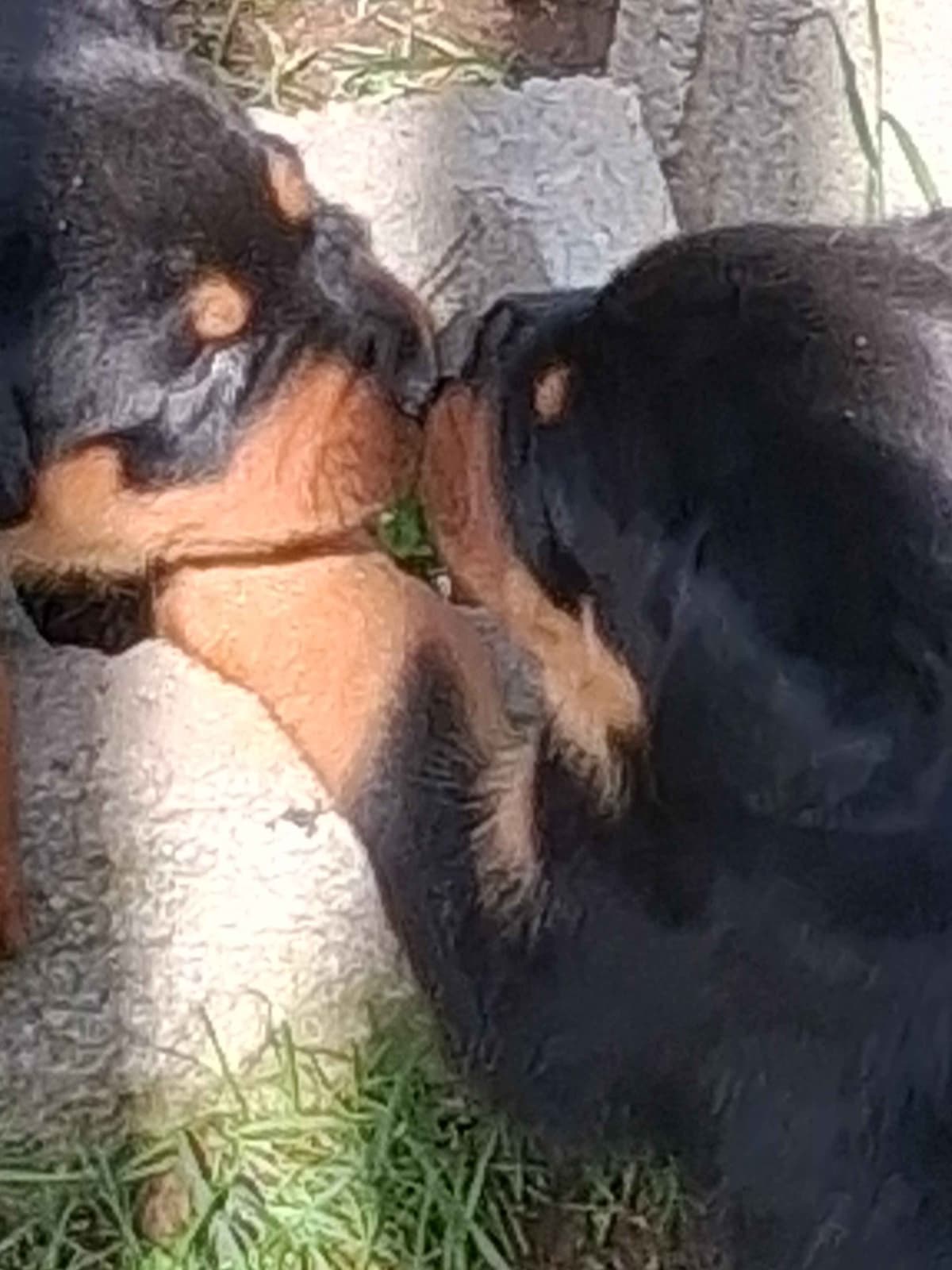 Rottweiler Puppies 304-237-2964 breeder image 1