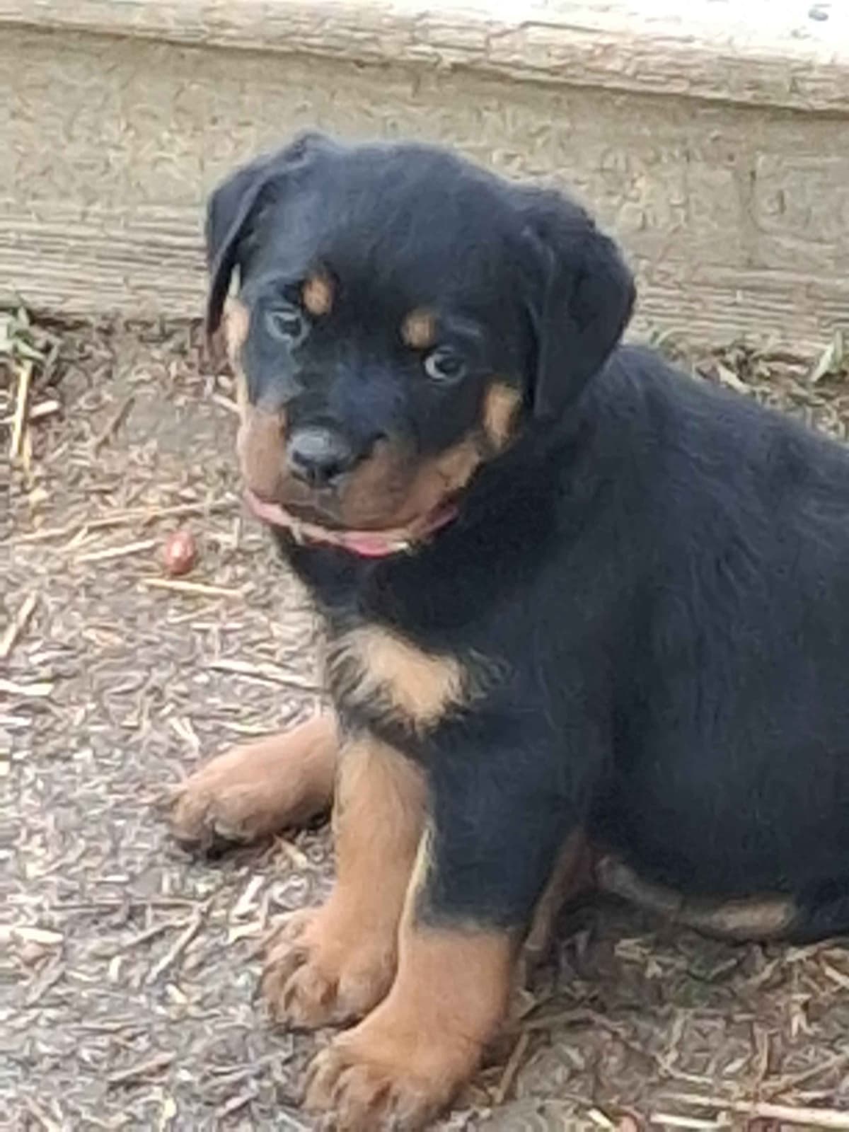 Rottweiler Puppies 304-237-2964 breeder image 2