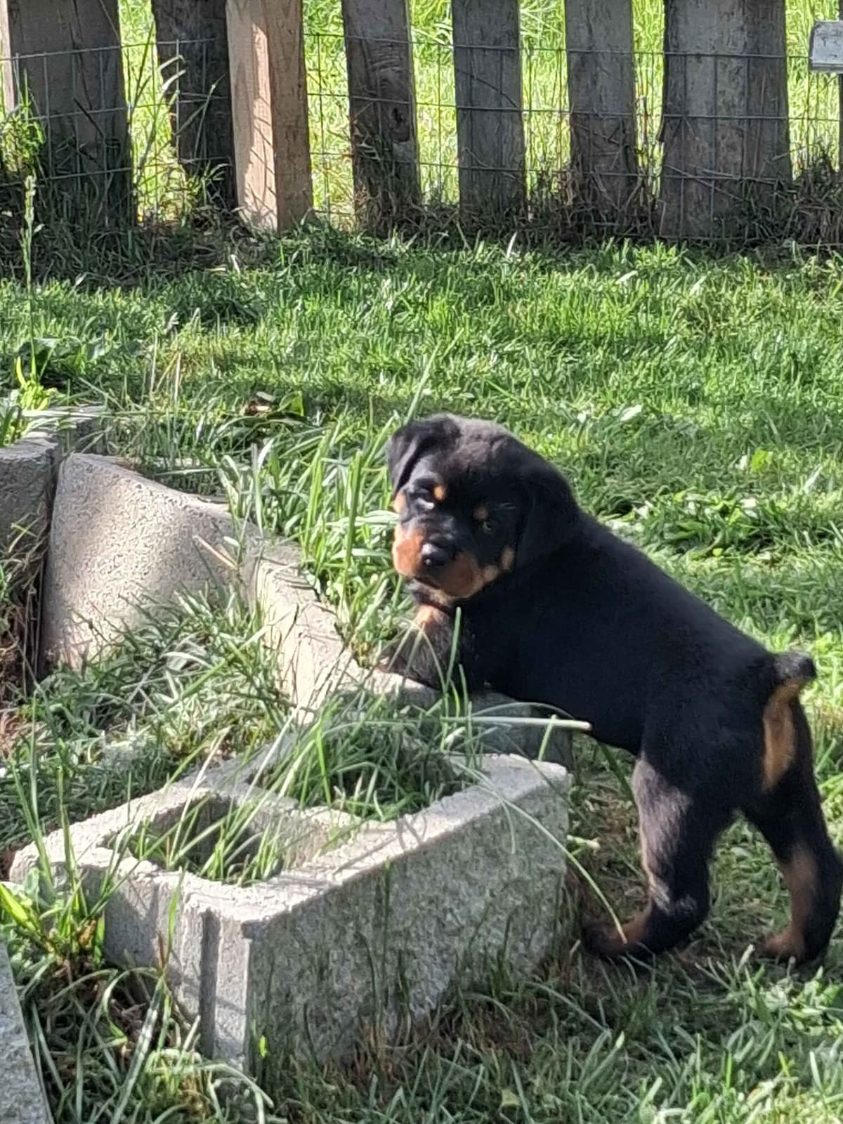 Rottweiler Puppies 304-237-2964 breeder image 5
