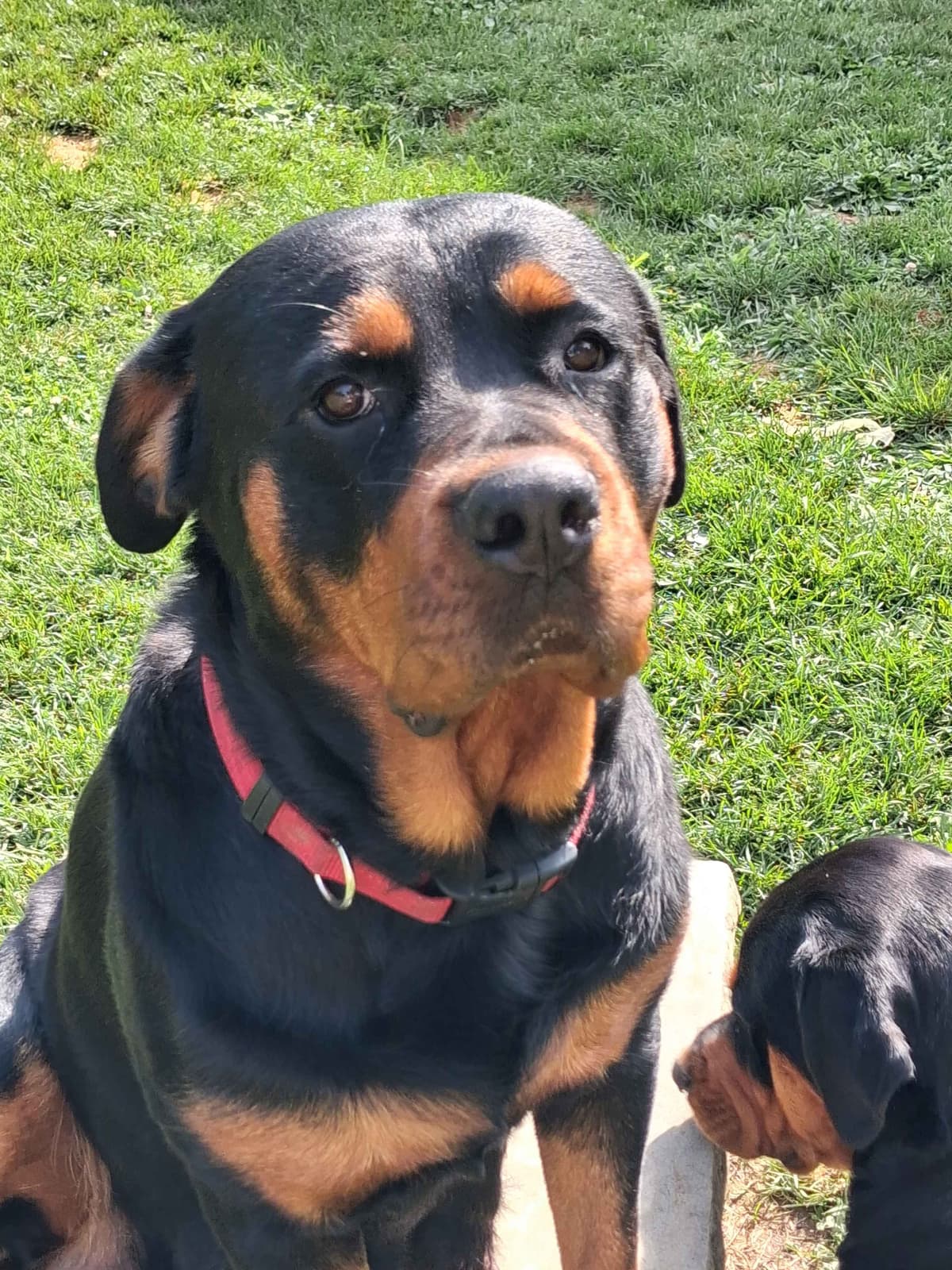 Rottweiler Puppies 304-237-2964 breeder image 6