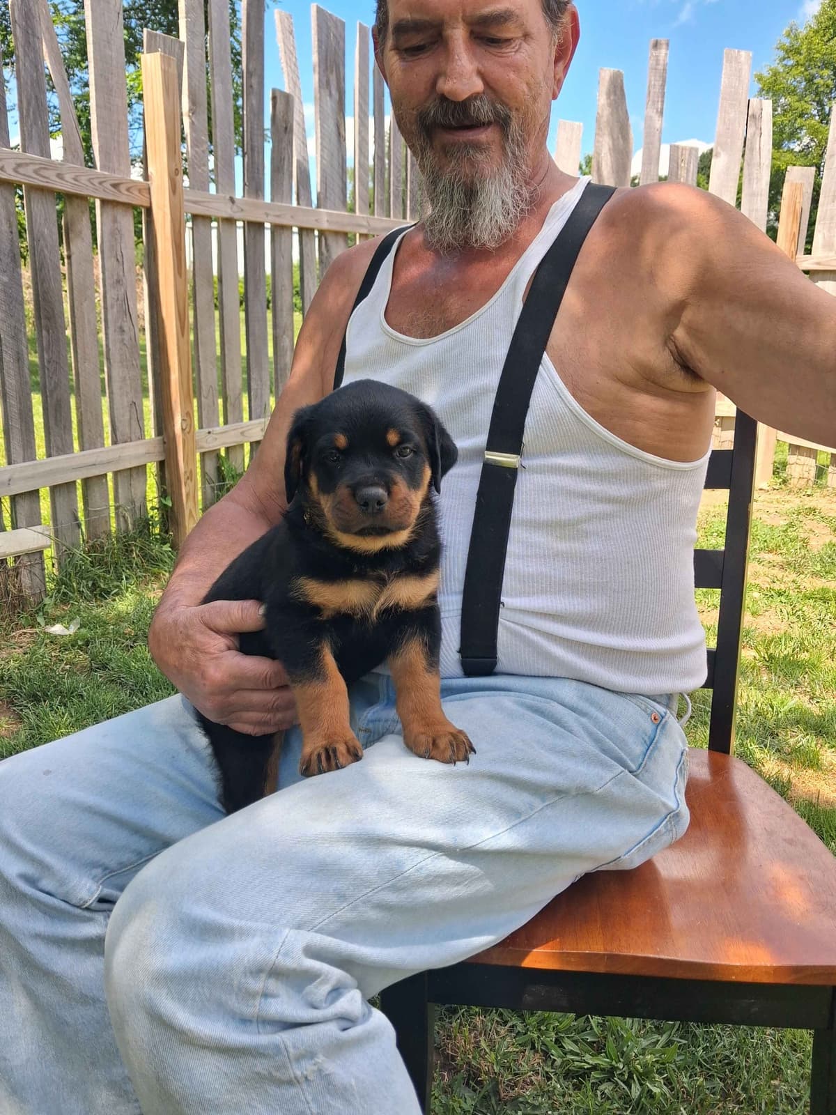 Rottweiler Puppies 304-237-2964 breeder image 7