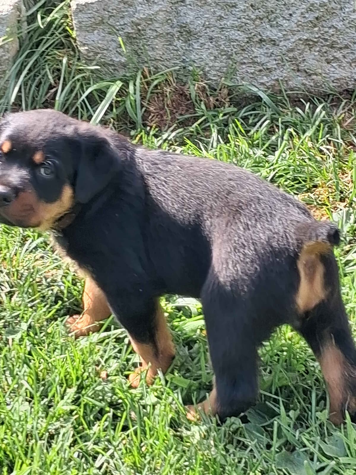 Rottweiler Puppies 304-237-2964 breeder image 8