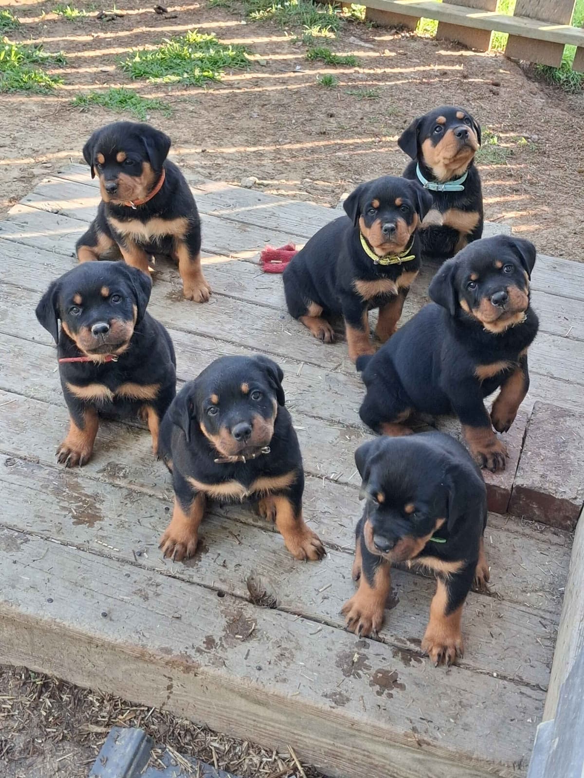 Rottweiler Puppies 304-237-2964 breeder image 9