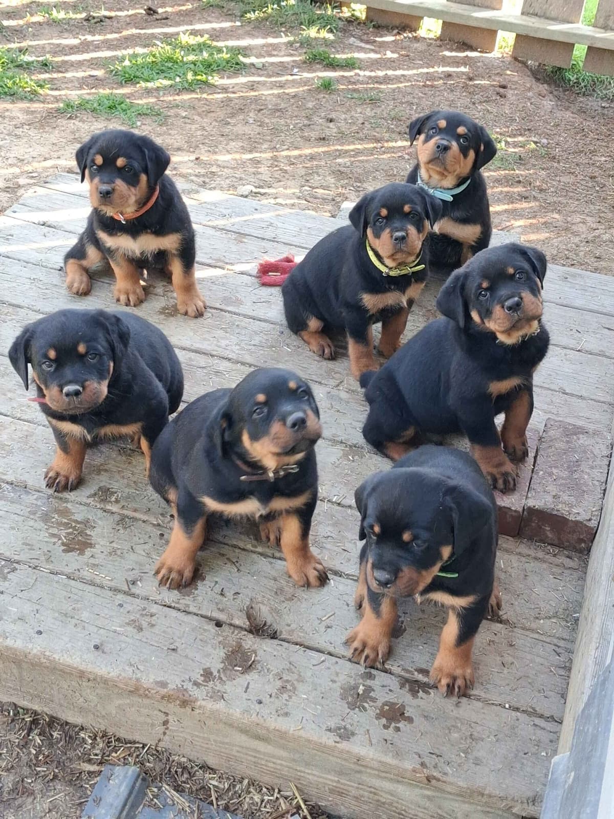 Rottweiler Puppies 304-237-2964 breeder image 11