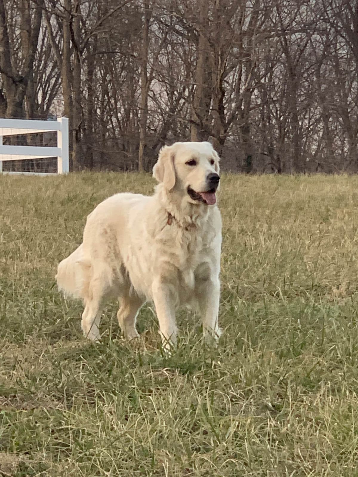 Golden Retriever Puppies breeder image 1
